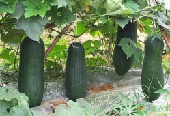 诸暨网红吃瓜事件真相揭秘,揭秘背后真相与争议